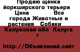 Продаю щенка йоркширского терьера  › Цена ­ 20 000 - Все города Животные и растения » Собаки   . Калужская обл.,Калуга г.